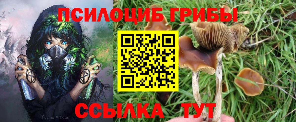 Волгоград  Галлюциногенные грибы Psilocybe  Вход с VPN  Галлюциногенные грибы прущие грибы 