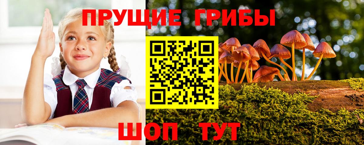 Галлюциногенные грибы прущие грибы  Волгоград 